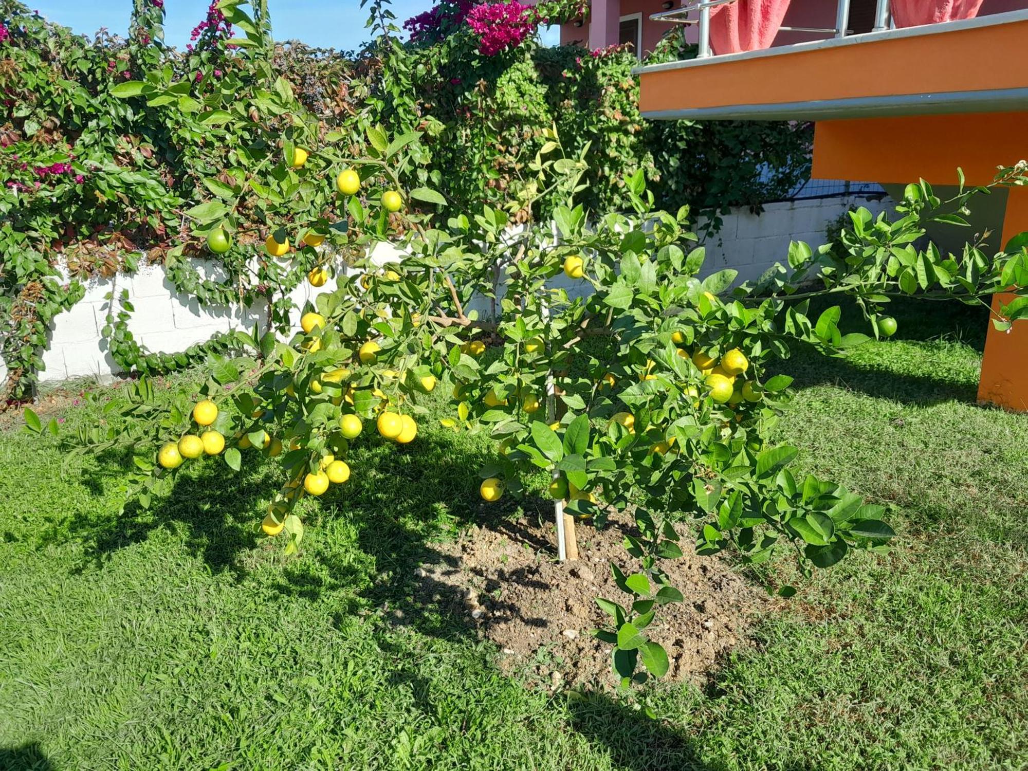 Villa Orange Vlorë Habitación foto